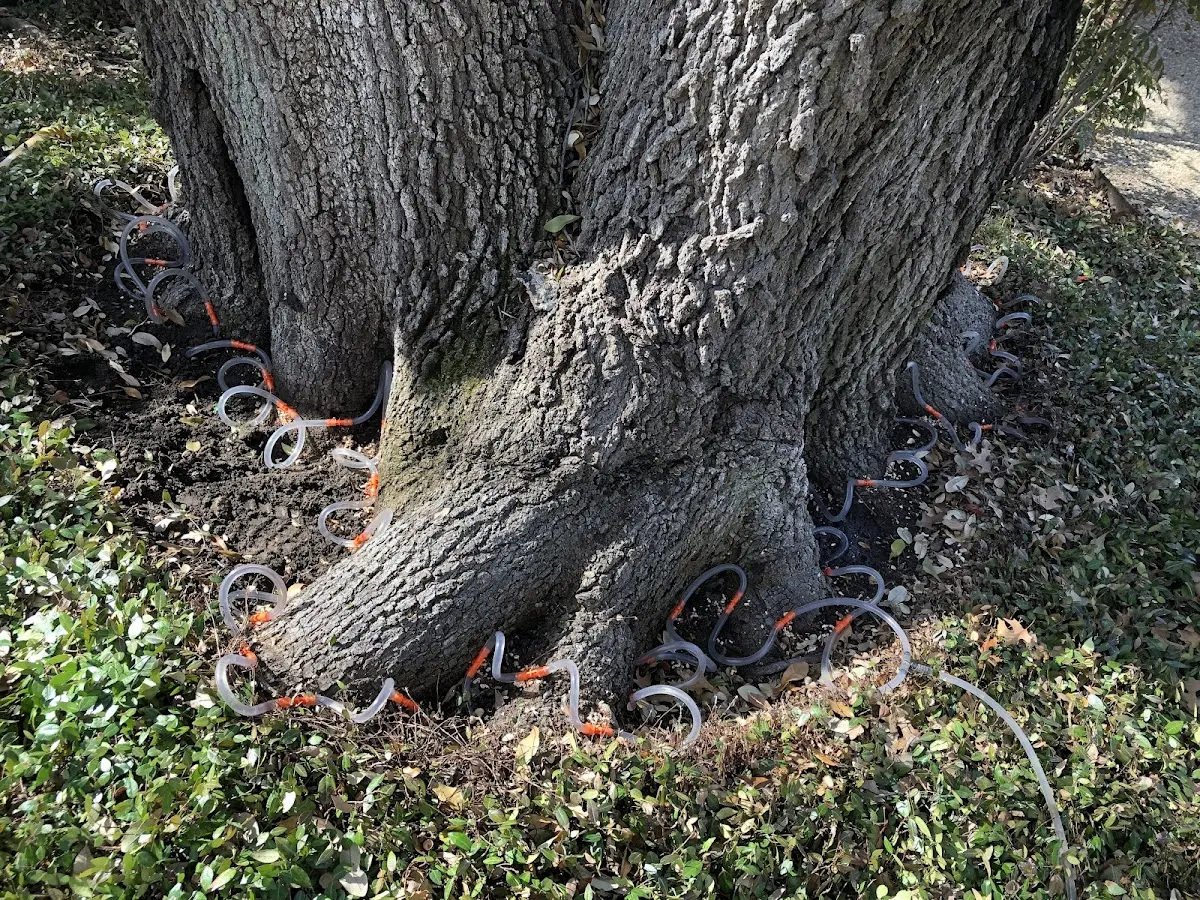 Detailed Tree Cabling and Bracing job site in Hurricane