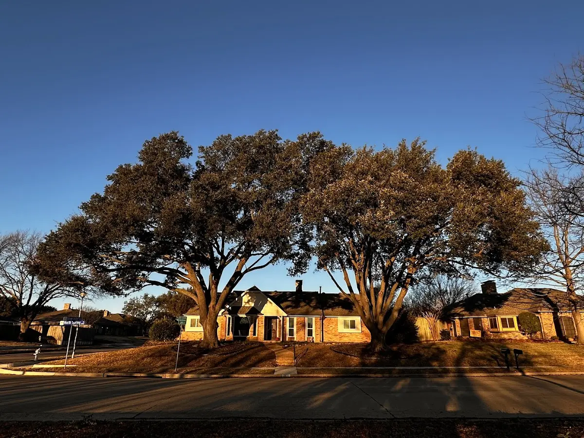 Established residential canopy tree shading a home in Hurricane